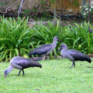 in de tuin