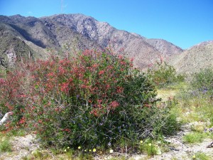 Anza Borrego Desert, Californie, USA
