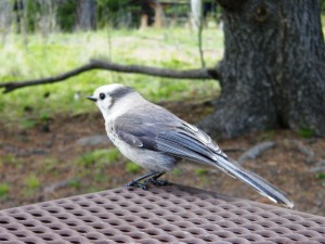 Gray Jay Cripple Creek en Victor 1 juni 2015 054